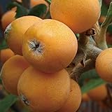 ビワ 苗 【田中 （たなか）】 1年生 接ぎ木 ポット苗