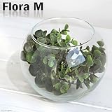 ガラスベース フローラボール M 15cm エアプランツ 多肉植物 ティランジア ガラス
