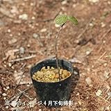 樹木:ムシカリ[オオカメノキ] 9cmポット苗【紫桜館山の花屋】