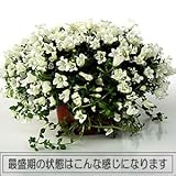 宿根草ワーレンベルギア スパイシーベル　 １株