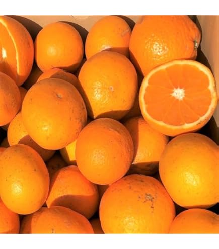 Amazon.co.jp: 屋久島最南端集落中間地区のたんかん 10kg (B級品 S