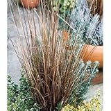 ブラウングラス（カレックス）：ブキャナニー3号ポット4株セット