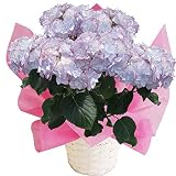 ケイコ　ブルー　大きい6号鉢　さかもと園芸　2015フラワーオブザイヤー　母の日　あじさい　アジサイ　紫陽花　花鉢植え　花　ギフト　プレゼント　贈答品