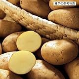 ジャガイモ・メークインの種芋（1kg）