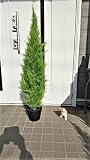 人工観葉植物 ゴールドクレスト 高さ120ｃｍ 送料無料 屋外使用可 最安値に挑戦 新品 wgs-1113