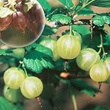 グーズベリー（すぐり）：ピクスウェル4～5号ポット[アメリカスグリ][苗木]