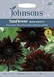 英国ミスターフォザーギルズシード＆ジョンソンシードSunflower Black Magic F1 サンフラワー・ブラック・マジック・F1