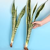 サンスベリア 裸苗 10株1組 【※発送が国華園からの場合のみ正規品です】