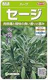 サカタのタネ 実咲ハーブ8075 セージ ハーブ 00928075