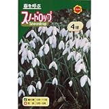 秋植え球根 ガランサン スノードロップ (234819)