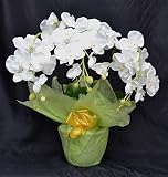 光の力で消臭！殺菌の効果！鉢は陶器製！光触媒 胡蝶蘭 Ver.2 ホワイト
