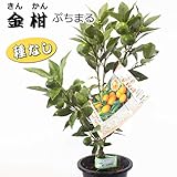 キンカン 種なし 金柑 ぷちまる 5号鉢苗