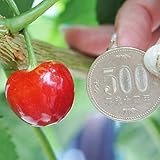 さくらんぼ 苗木 【佐藤錦】 1年生 接木 ポット苗