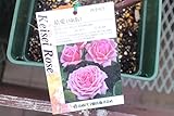 【花苗】【バラ苗大苗(剪定済)】　結愛(ゆあ)　【期間限定】