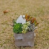 多肉植物 寄せ植え taniku メゾンタウン ( スクエアポット ) S サイズ