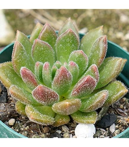 Amazon.co.jp: A4！！多肉植物 ブラックサバス 韓国苗 美苗 農園直売