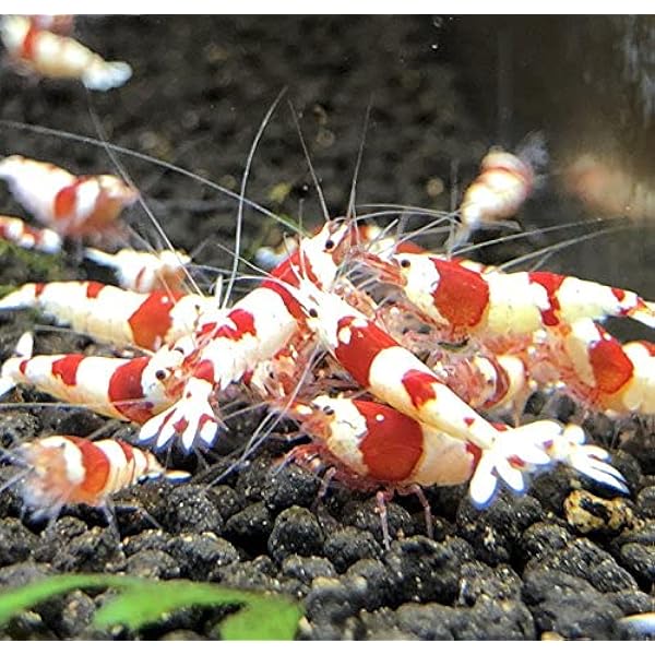 T-22 ターコイズシュリンプ レッドファンシータイガー各10匹