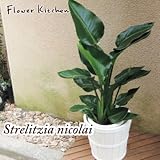 観葉植物　 ストレリチア 7号鉢 オーガスタ ニコライ　IKEA の KALASA カラーサ 鉢カバー付き