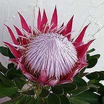 51TPXmXSo9L._AC_UL210_SR210,