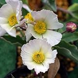 羽衣キンポウゲ3号ポット[薄桃～アプリコットのひらひらした花　ラナンキュラス　カランドリニオイデス]