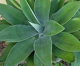Agave attenuata ssp. attenuata - Fox Tail - Lions Tail - Swans Neck - 10 seeds
