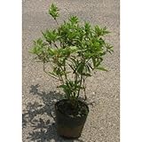 オオムラサキツツジ 5号ポット