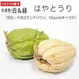 はやとうり 種子 白と緑 各１個 千成瓜 センナリウリ Chayote チャヨテ ハヤトウリ
