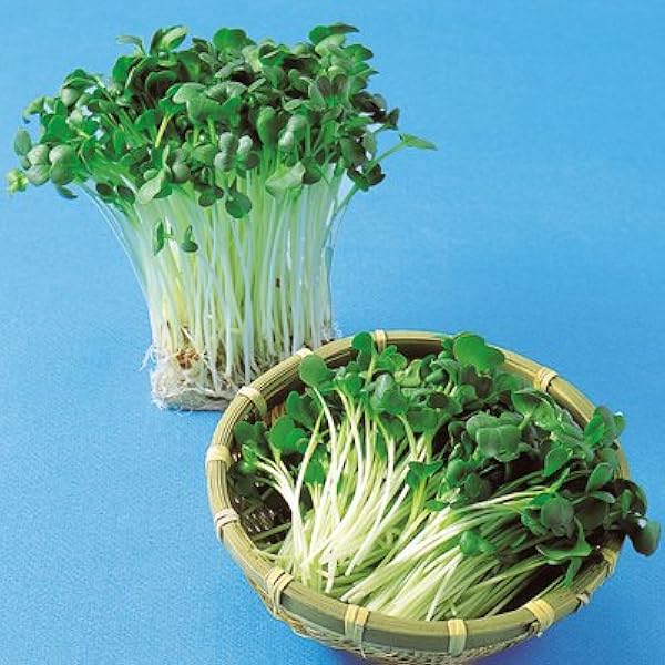 スプラウト 種 かいわれ大根 種 1l 野菜 Amazon