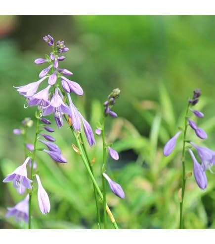 ✣ ギボウシ ✣ ホスタ ✣ 株分け苗 ✣ 5芽 ✣ Amazon.co.jp: ホスタ ギボウシの苗 株分け苗2株 緑と白のストライプ グランドカバー・下草