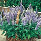 宿根草 【 ベロニカ ブルーブーケ（トラノオ） 】 １株