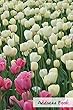 Address Book. (Flower Edition Vol. 16): Glossy and Soft Cover, Large Print, Font, 6" X 9" for Contacts, Addresses, Phone Numbers, Emails, Birthday and More.