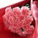 母の日ギフト ピンクのカーネーション20本のブーケ 店長おすすめ大定番!