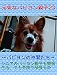 元気なパピヨン親子23