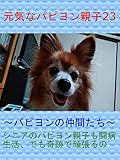 元気なパピヨン親子23