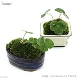 (観葉)苔盆栽 ユキワリソウ 品種・鉢おまかせ(1鉢) 本州・四国限定[生体]