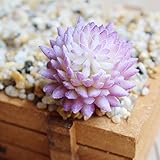 魔法使いハウルと火の悪魔3pcs Mini Echeveria chihuahuaensis多肉植物人工植物のホームガーデンパーティー装飾 Package Quanity: 10 pcs A01FL1