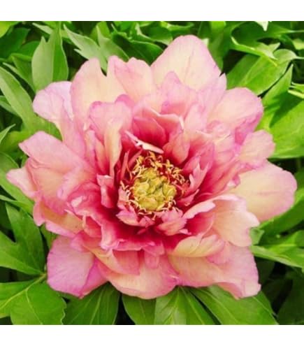 Amazon.co.jp: 芍薬 苗 ピンクハワイアンコーラル 1株 / しゃくやく