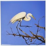 Danita Delimont – 鳥 – テキサス、高島Rookery。Cattle Egret鳥 – us44 bja0121 – ジェインズ・ギャラリー – タイル 8-Inch-Ceramic