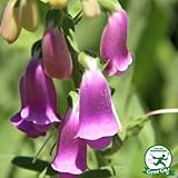 宿根草 苗 【ジキタリス スパニッシュピークス】 1年生 3号ポット苗