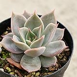リラシナxアガボイデス 7.5cmポット エケベリア Echeveria Lilacina agavoides 福岡県産 多肉植物 多肉 観葉植物 インテリアグリーン 寄せ植えに