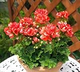 NEW 【超レアな宿根草】 希少なオレンジ色 チューリップ咲きゼラニウム（ゼラニューム