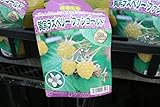 【果樹苗】【接木】　黄実ラズベリー　ファンゴールド　一年生　【送料込価格】