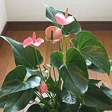 アンスリューム　鉢植え（アンスリウム）　ピンク色　お祝い・お誕生日プレゼントに 花 ギフト