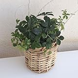 パセノシッサスシュガーバイン 3号ポット／ロタンバスケット入り ノーブランド品