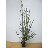 【10本セット】 イヌツゲ 樹高0.8m前後 15cmポット (犬黄楊) いぬつげ 苗木 植木 苗 庭木 生け垣