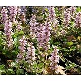 アジュガ・ピンクシェル (花苗)