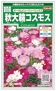 Amazon 秋大輪コスモスオータムビューティーミックス 花