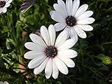 種子ホワイト腺ケープマリーゴールド（アフリカキンセンカ属aurantiaca）野の花