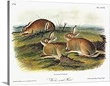 ジョン・ジェームズ・( 1785 – 1851 )オーデュボンプレミアムシックラップキャンバス壁アート印刷題名ヨモギHare 40" x 30" 2254567_24_40x30_none