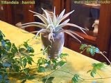 エアープランツチランジア・ハリシィ / デザイングラスポット / AirPlants Tillandsia・Harrisii / Design glass pot / インテリアグリーン / ミニ観葉